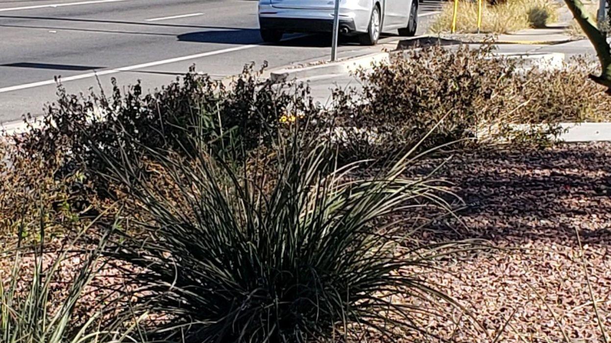Tucson police standoff ends with wanted man in custody